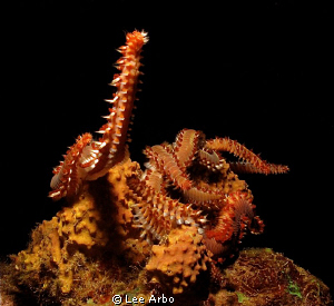 Fire worms mating in Curacao by Lee Arbo 